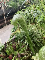 Darlingtonia