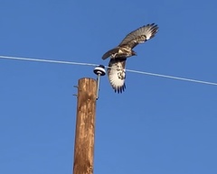 Buteo jamaicensis