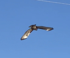 Buteo jamaicensis