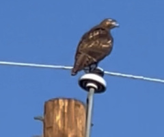 Buteo jamaicensis