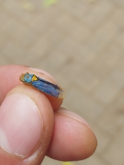 Molomea xanthocephala