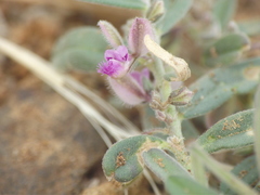 Polygala erioptera
