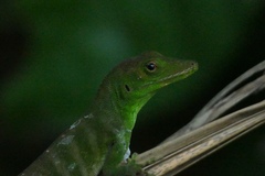 Anolis garmani