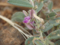 Polygala erioptera