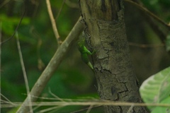 Anolis garmani