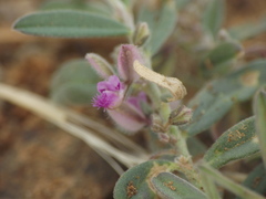 Polygala erioptera