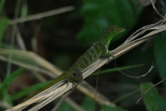Anolis garmani