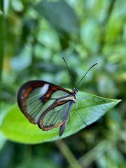 Ithomia agnosia zikani