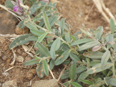 Polygala erioptera