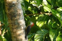 Melanerpes radiolatus
