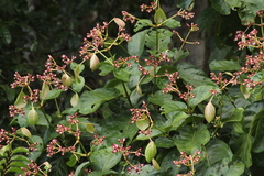 Capirona macrophylla