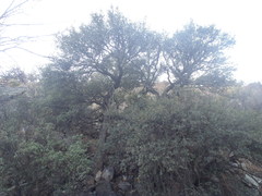 Quercus toumeyi