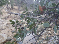 Quercus toumeyi