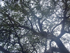 Quercus toumeyi
