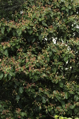 Capirona macrophylla