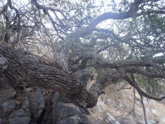 Quercus toumeyi