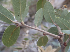 Quercus toumeyi