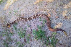 Crotalus mictlantecuhtli