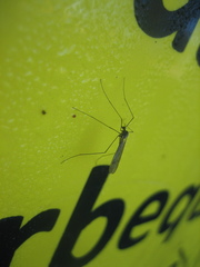 Trichocera hiemalis