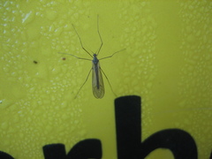 Trichocera hiemalis