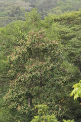 Capirona macrophylla