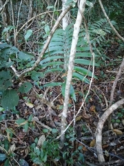Zamia prasina