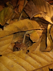 Craugastor stejnegerianus