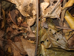 Craugastor stejnegerianus