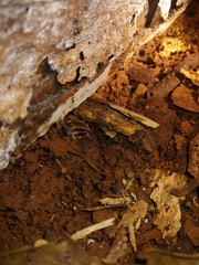 Craugastor stejnegerianus