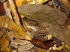 Craugastor stejnegerianus