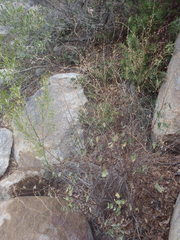 Desmodium cinerascens