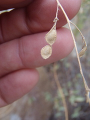 Desmodium cinerascens