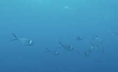Trachinotus stilbe