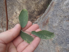 Desmodium cinerascens