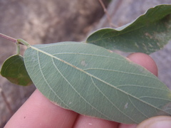 Desmodium cinerascens
