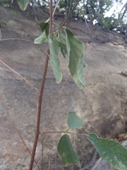 Desmodium cinerascens