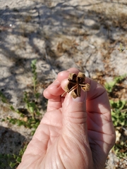 Aristolochia peninsularis