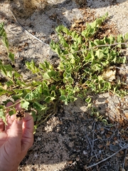 Aristolochia peninsularis
