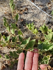 Aristolochia peninsularis