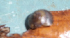 Hygromia cinctella