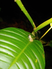 Diasporus