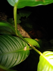 Diasporus