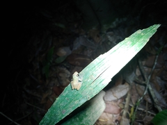 Diasporus