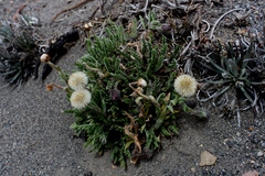 Erigeron cardaminifolius