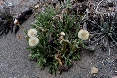 Erigeron cardaminifolius