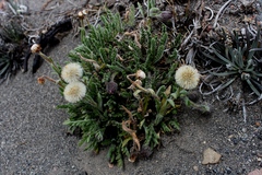 Erigeron cardaminifolius
