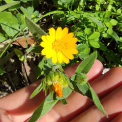 Calendula arvensis