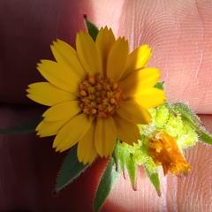 Calendula arvensis