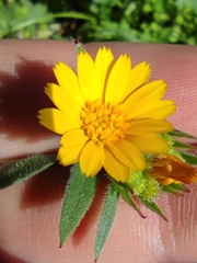 Calendula arvensis