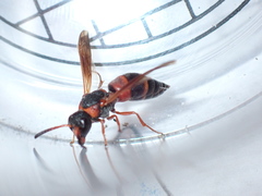 Pseudoxenos erynnidis